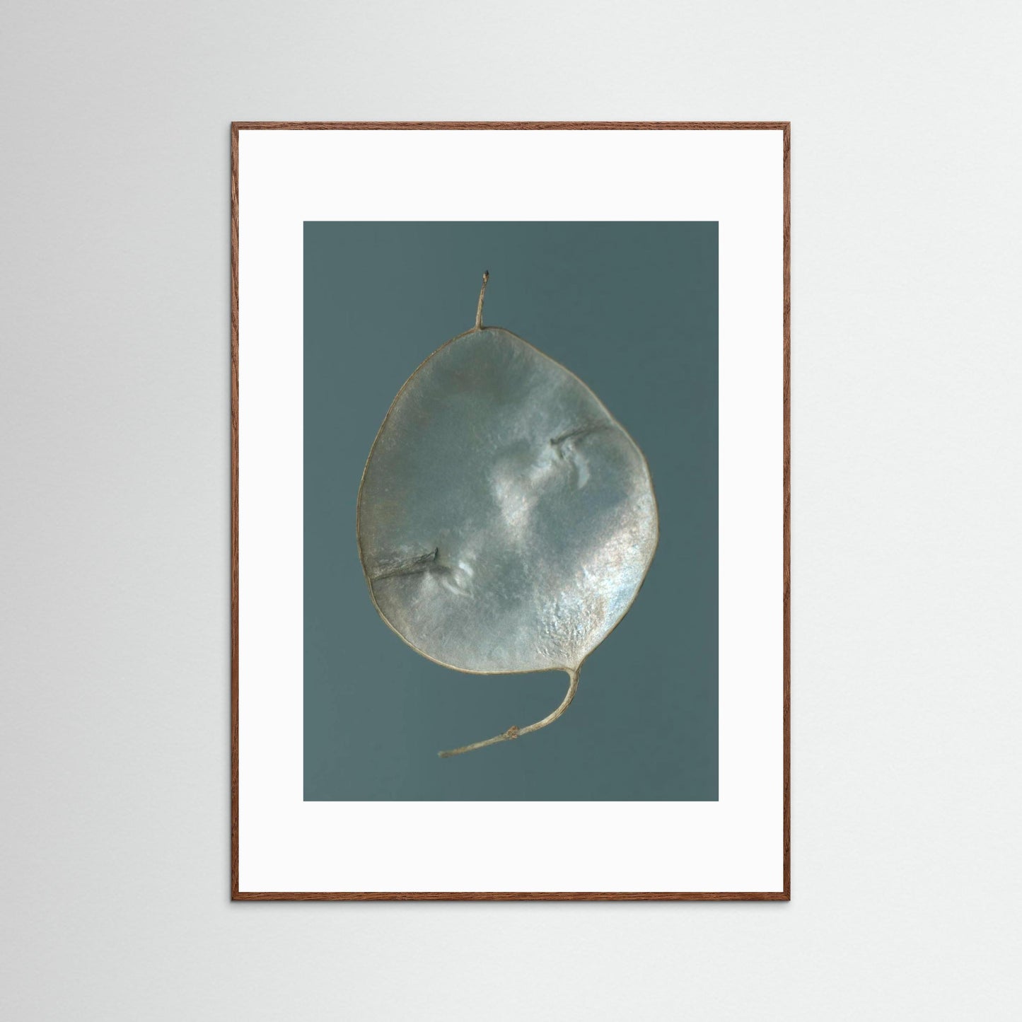 Nazomerfluisteringen: Judaspenning - Art print
