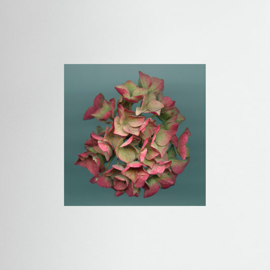 Nazomerfluisteringen: Roze hortensia - Art print