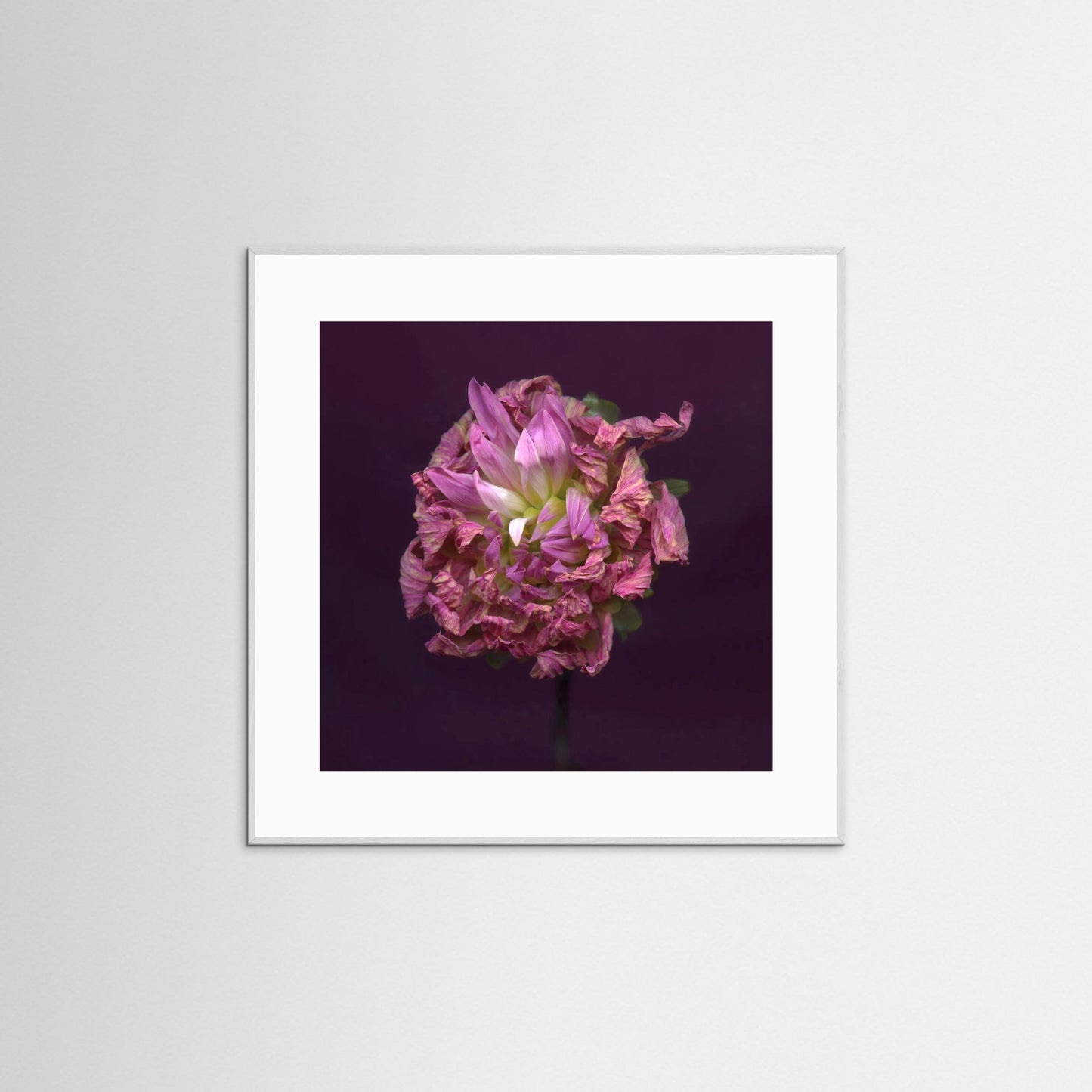 Nazomerfluisteringen: Dahlia - Art print