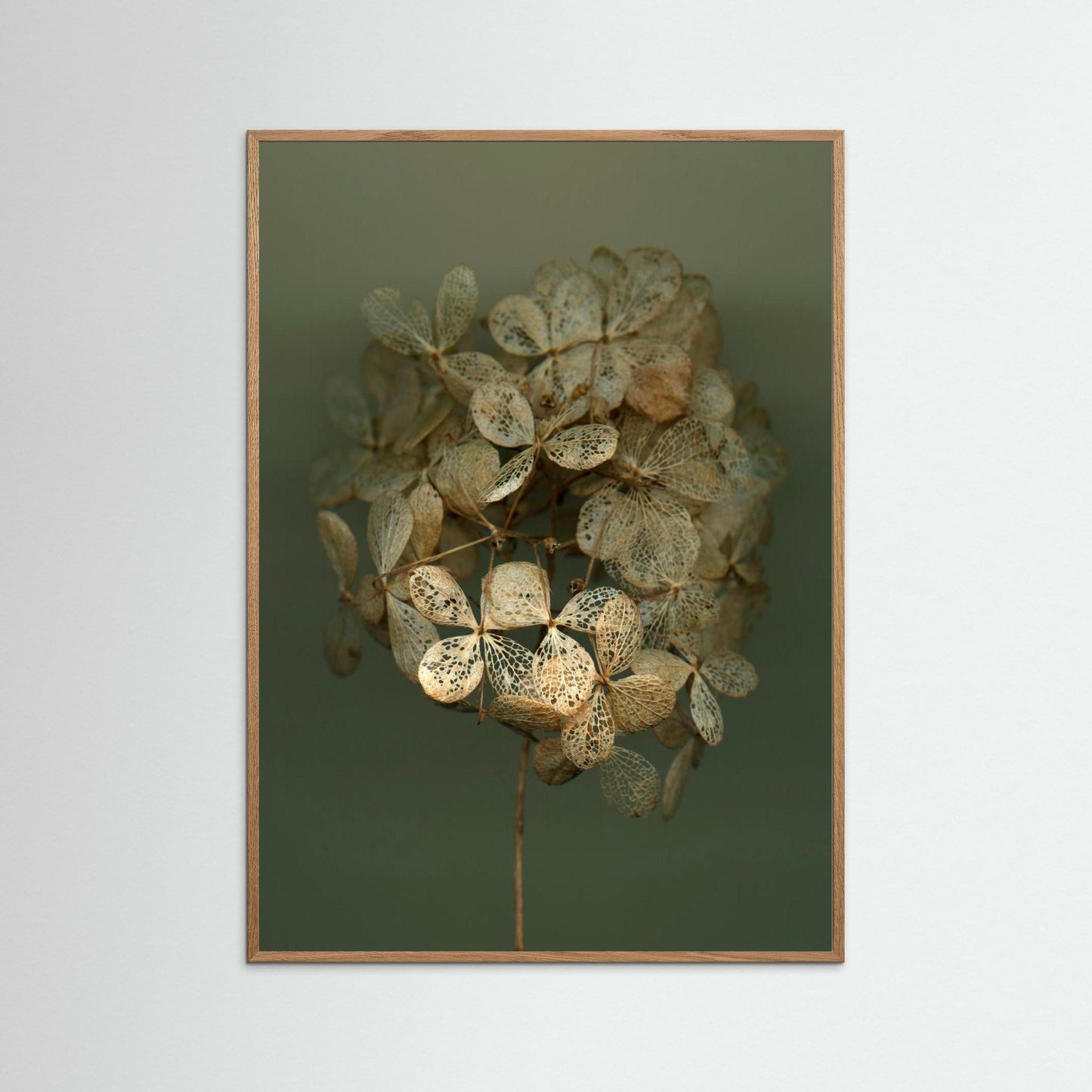 Nazomerfluisteringen: Hortensia #2  -  Art print