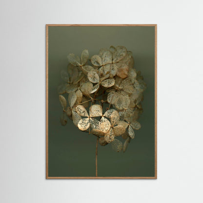 Nazomerfluisteringen: Hortensia #2  -  Art print