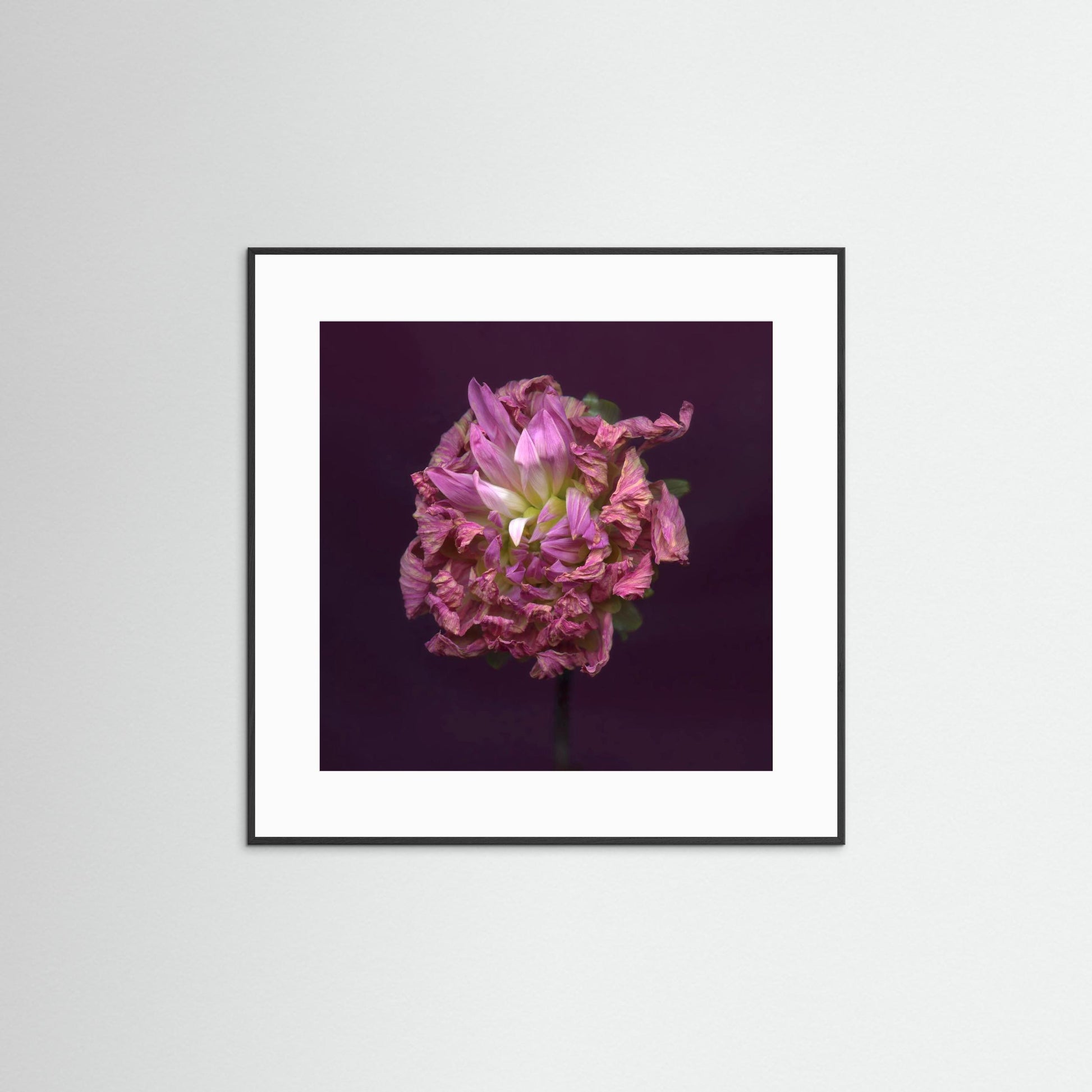 Nazomerfluisteringen: Dahlia  -  Art print