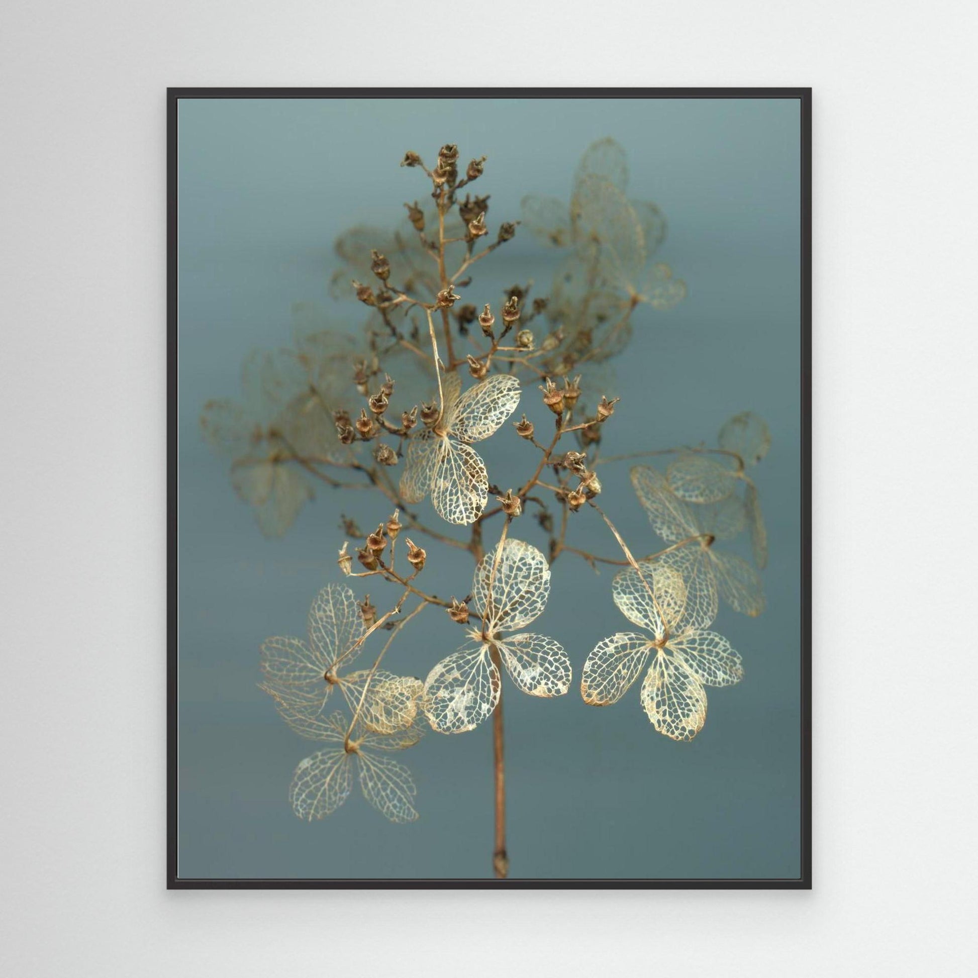 Nazomerfluisteringen: Hortensia  -  Canvas print