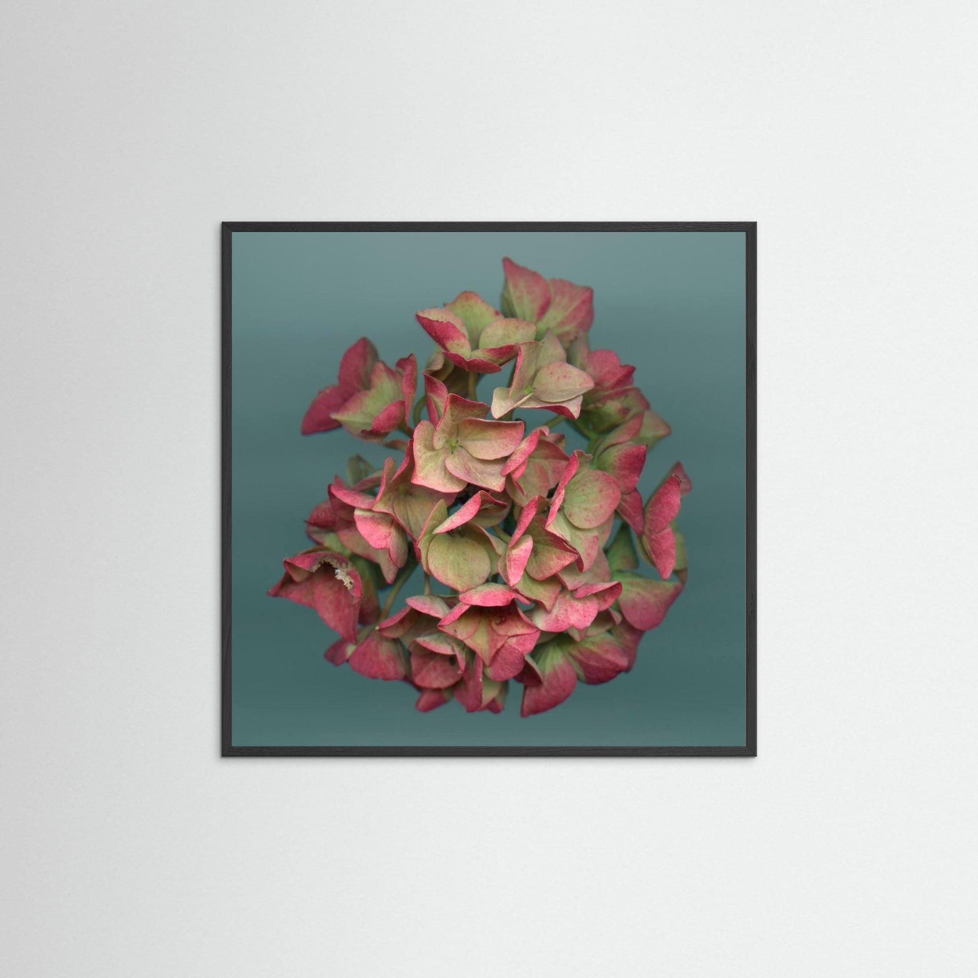 Nazomerfluisteringen: Roze hortensia  -  Art print