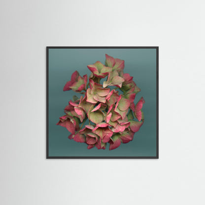 Nazomerfluisteringen: Roze hortensia  -  Art print