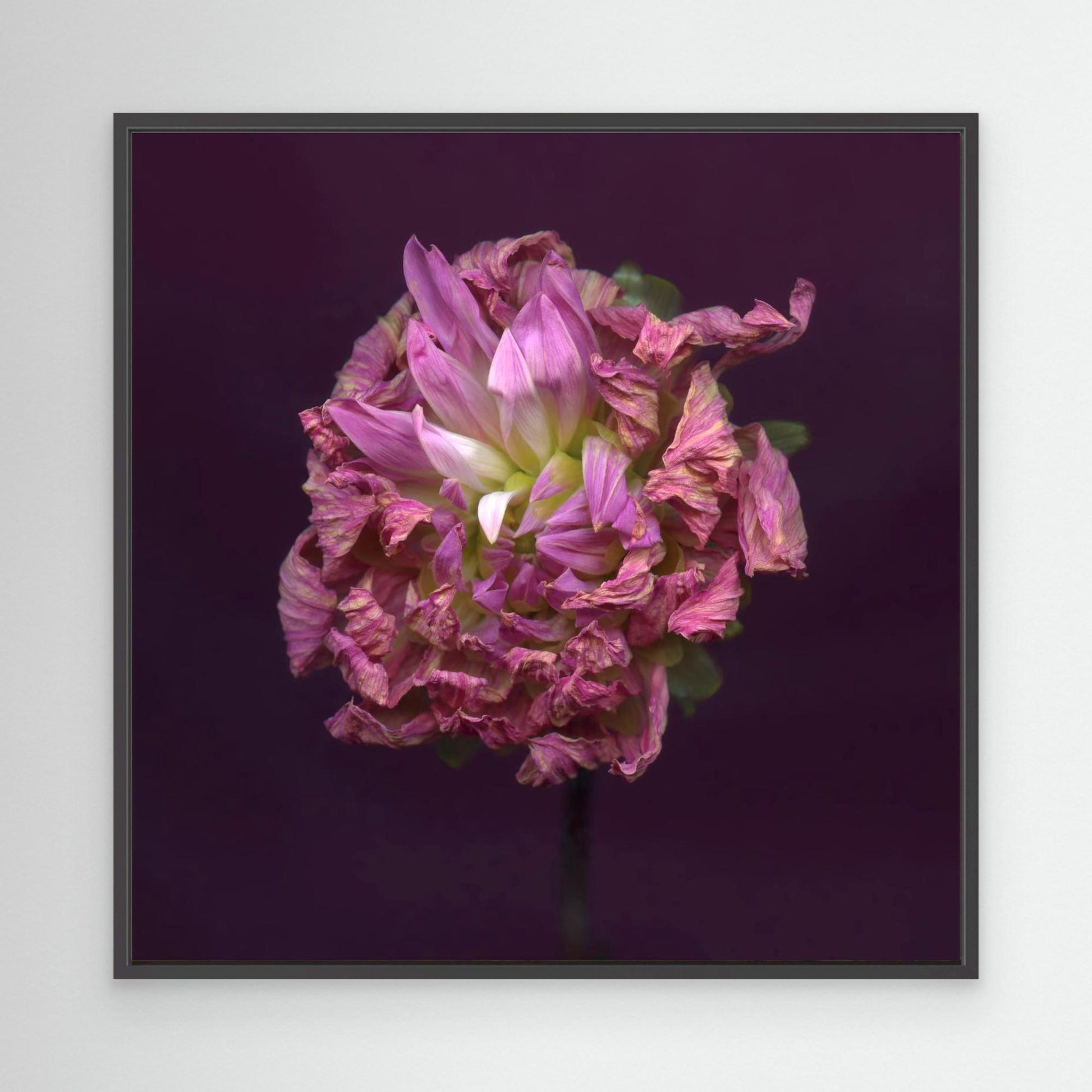 Nazomerfluisteringen: Roze dahlia  -  Canvas print