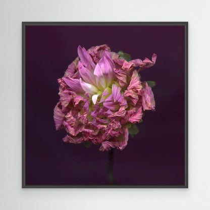 Nazomerfluisteringen: Roze dahlia  -  Canvas print
