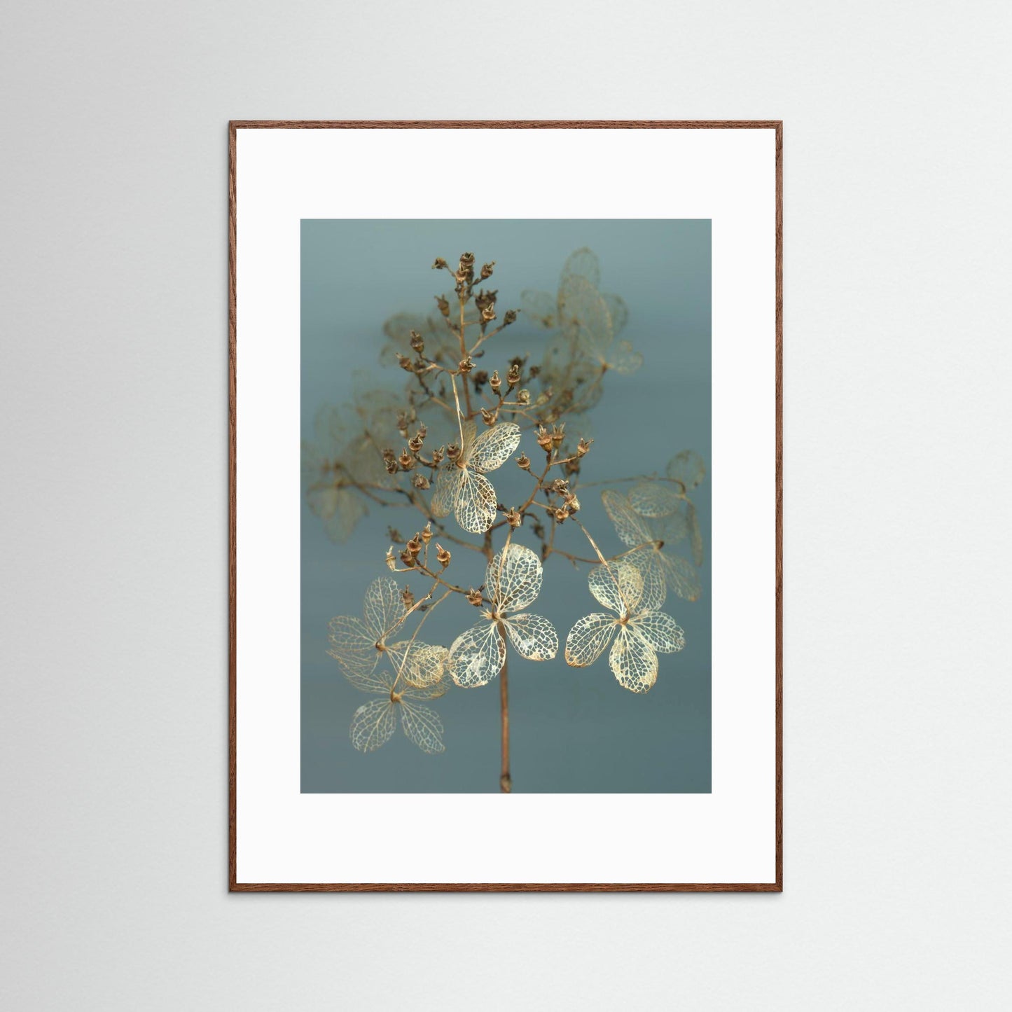 Nazomerfluisteringen: Hortensia  -  Art print