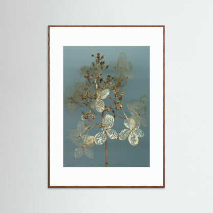 Nazomerfluisteringen: Hortensia  -  Art print