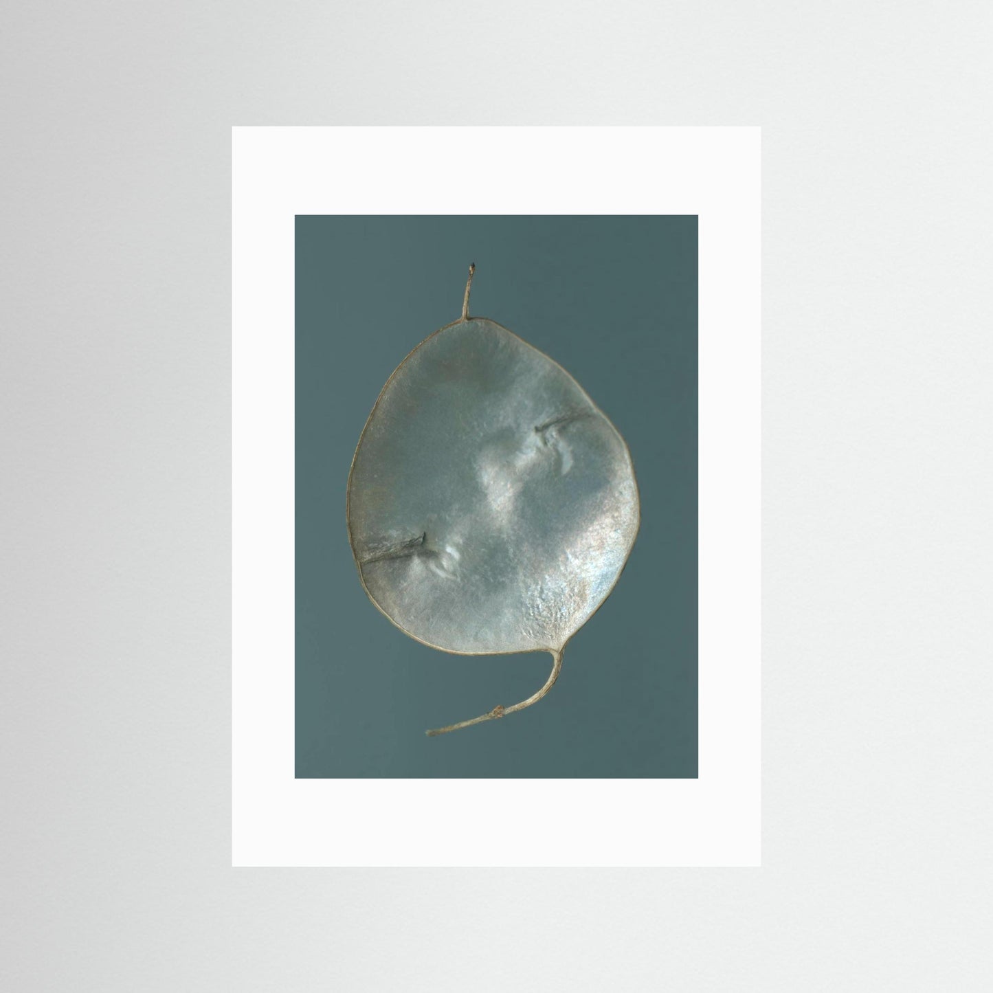 Nazomerfluisteringen: Judaspenning  -  Art print