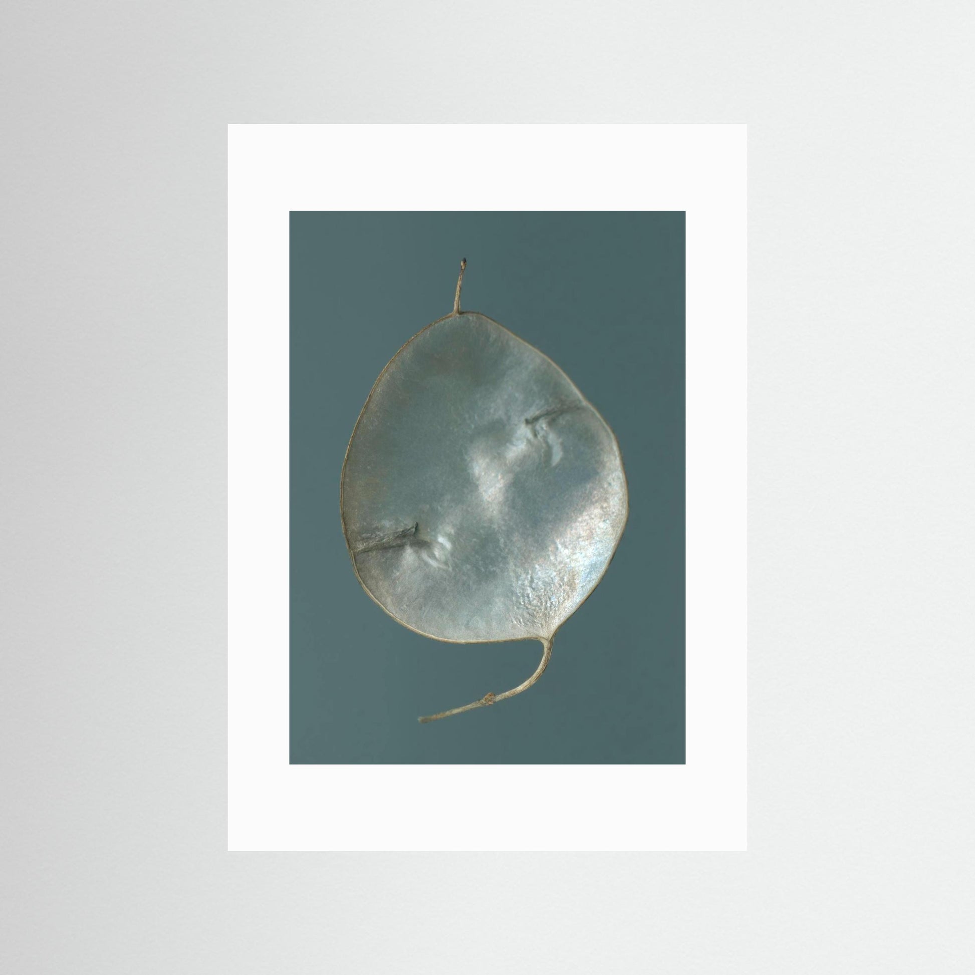 Nazomerfluisteringen: Judaspenning  -  Art print