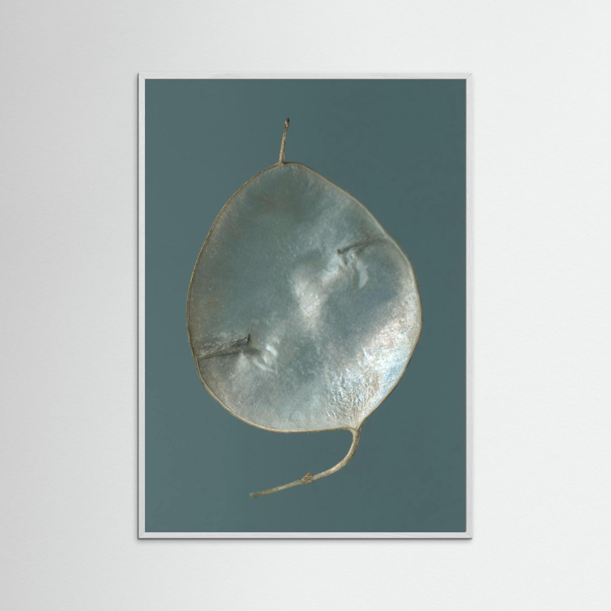 Nazomerfluisteringen: Judaspenning  -  Art print