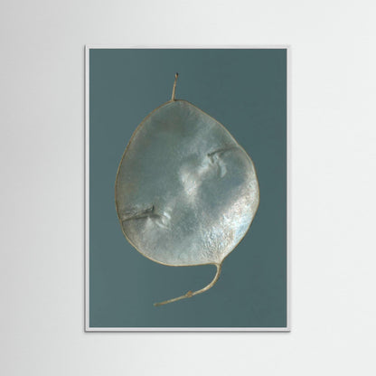 Nazomerfluisteringen: Judaspenning  -  Art print