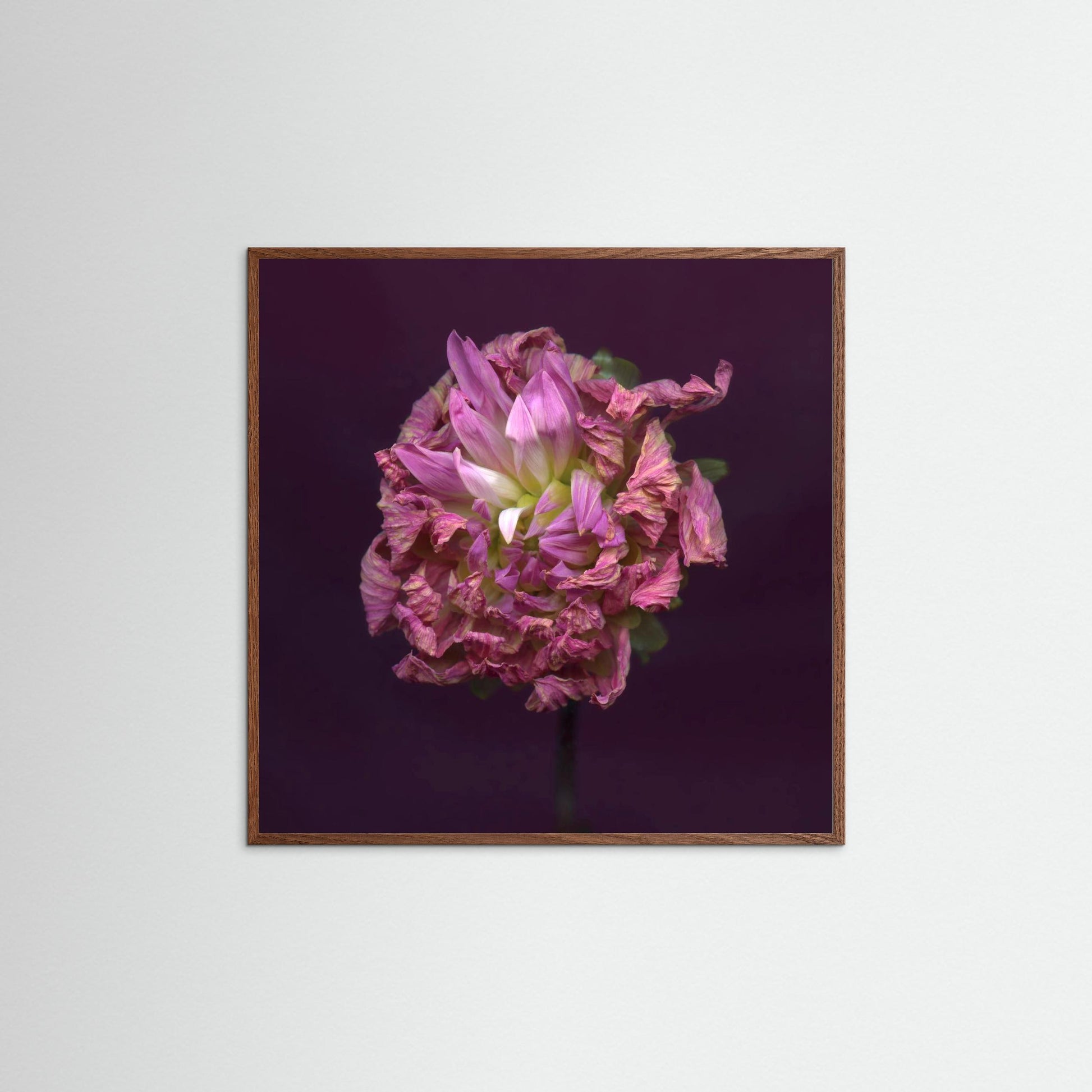 Nazomerfluisteringen: Dahlia  -  Art print