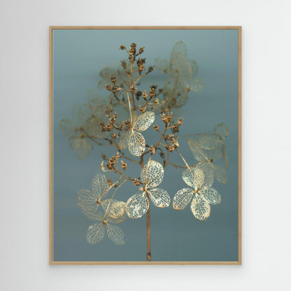 Nazomerfluisteringen: Hortensia  -  Canvas print