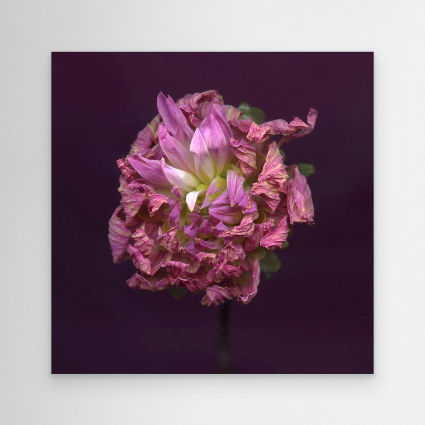 Nazomerfluisteringen: Roze dahlia  -  Canvas print