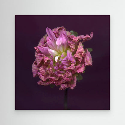 Nazomerfluisteringen: Roze dahlia  -  Canvas print