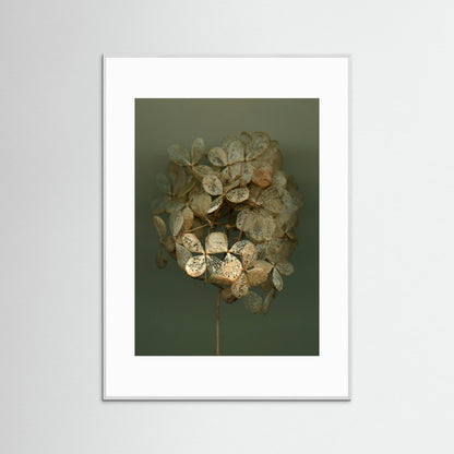 Nazomerfluisteringen: Hortensia #2  -  Art print