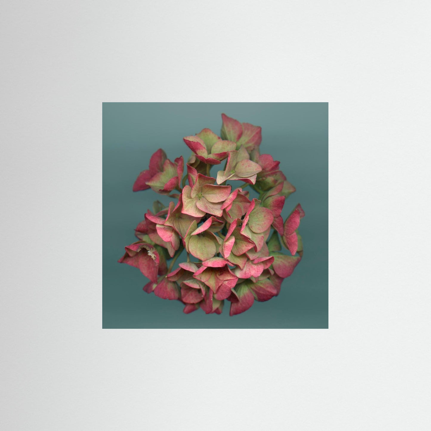 Nazomerfluisteringen: Roze hortensia  -  Art print