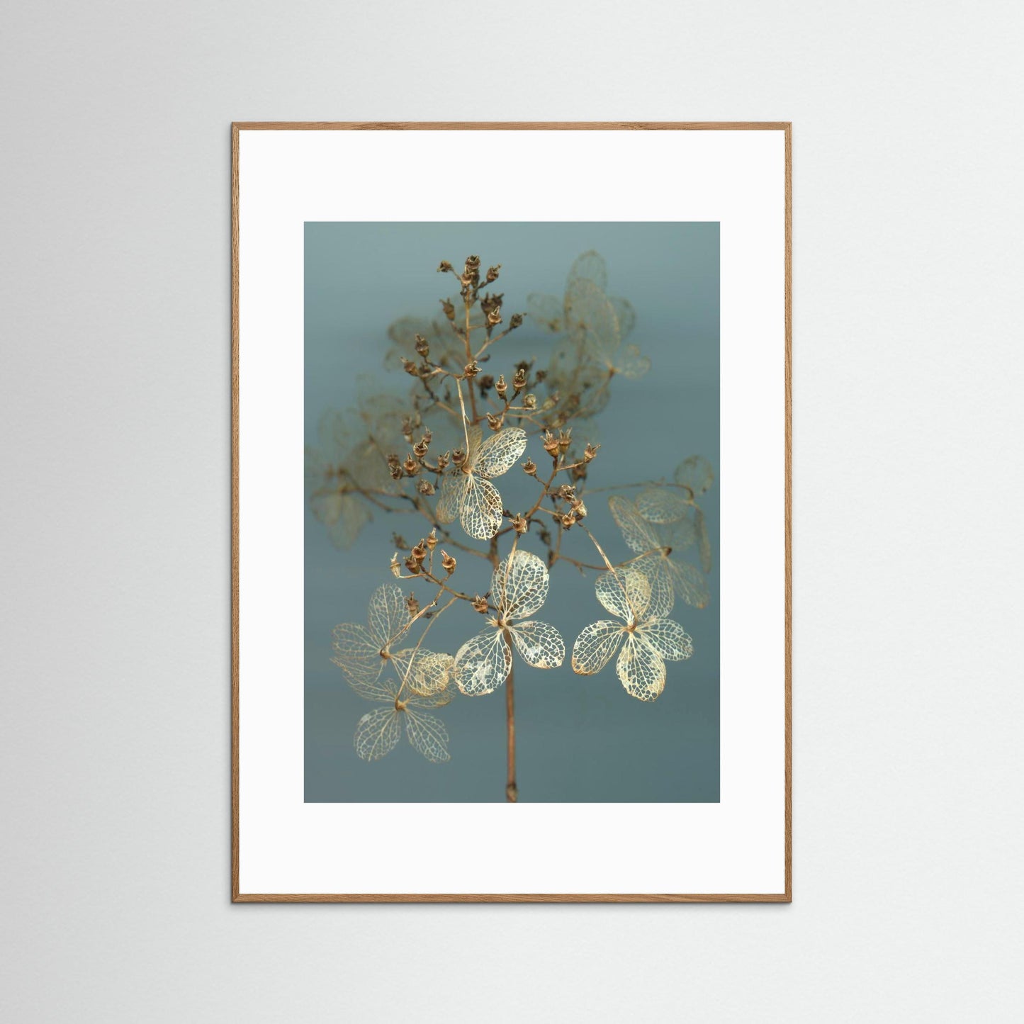 Nazomerfluisteringen: Hortensia  -  Art print