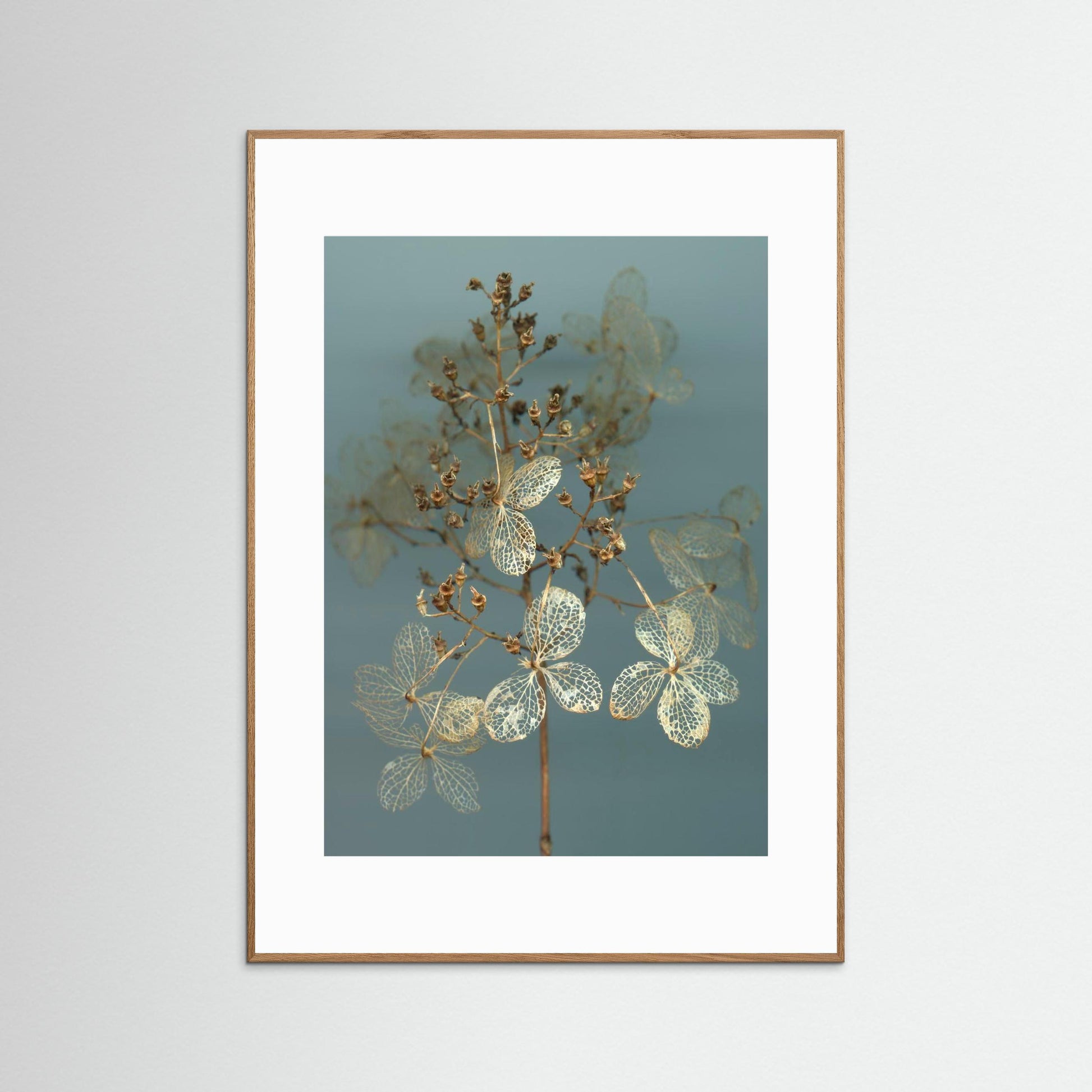Nazomerfluisteringen: Hortensia  -  Art print