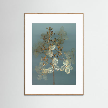 Nazomerfluisteringen: Hortensia  -  Art print