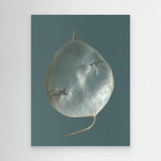 Nazomerfluisteringen: Judaspenning  -  Canvas print