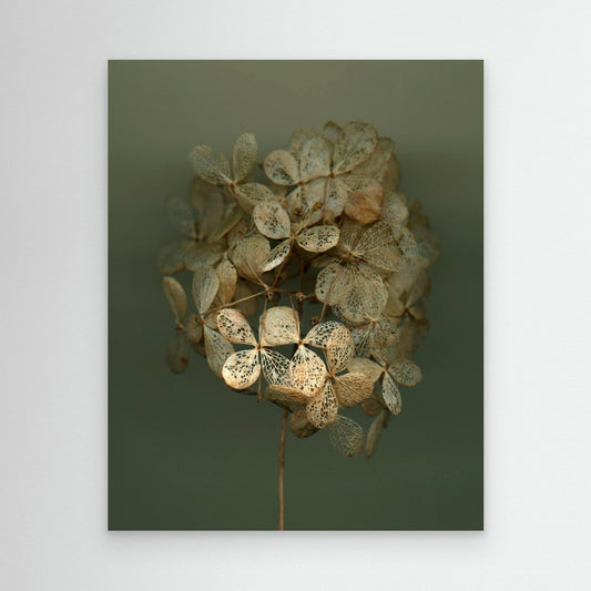 Nazomerfluisteringen: Hortensia #2  -  Canvas print