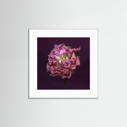 Nazomerfluisteringen: Dahlia  -  Art print