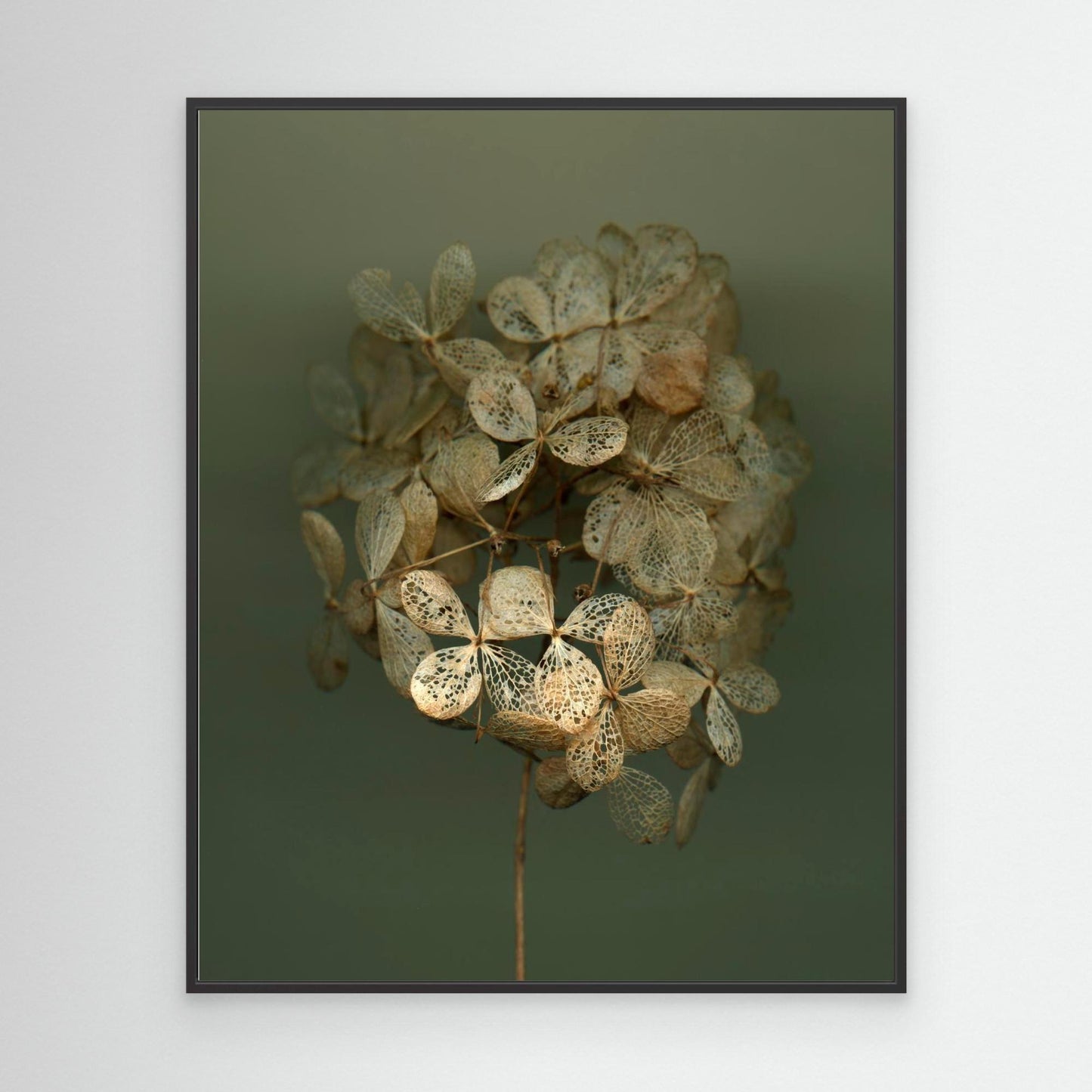 Nazomerfluisteringen: Hortensia #2  -  Canvas print