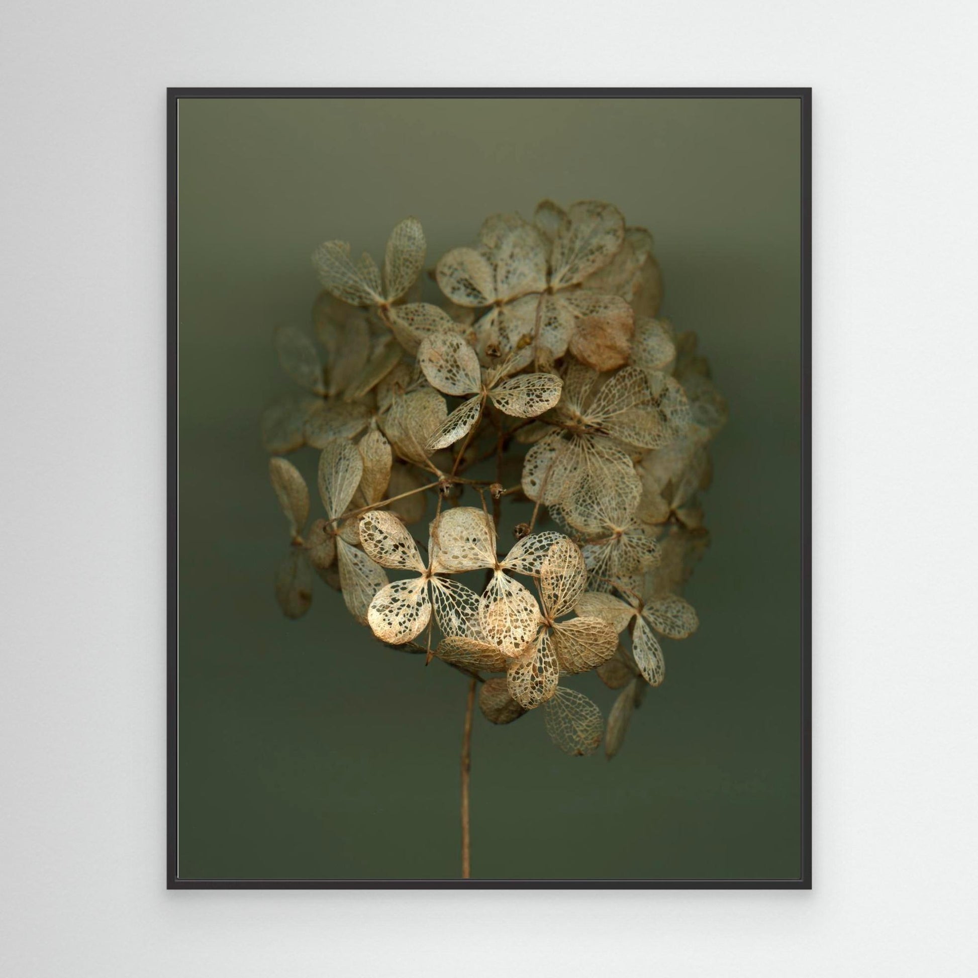 Nazomerfluisteringen: Hortensia #2  -  Canvas print