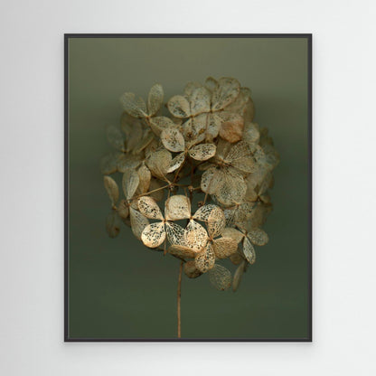 Nazomerfluisteringen: Hortensia #2  -  Canvas print