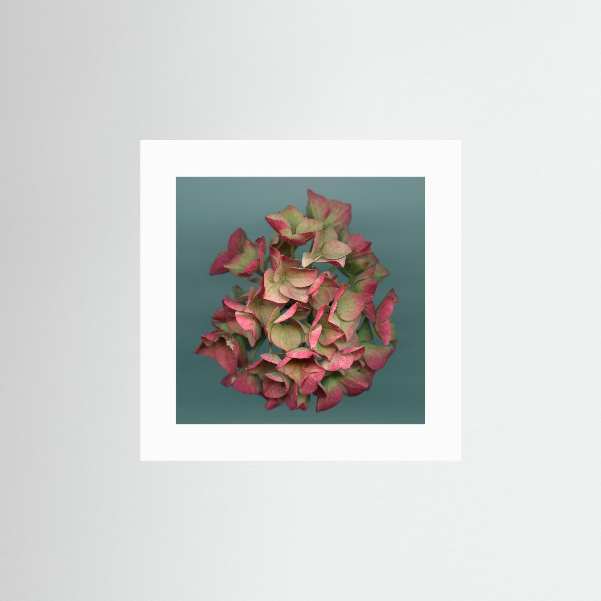 Nazomerfluisteringen: Roze hortensia  -  Art print