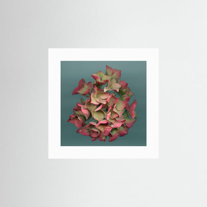 Nazomerfluisteringen: Roze hortensia  -  Art print