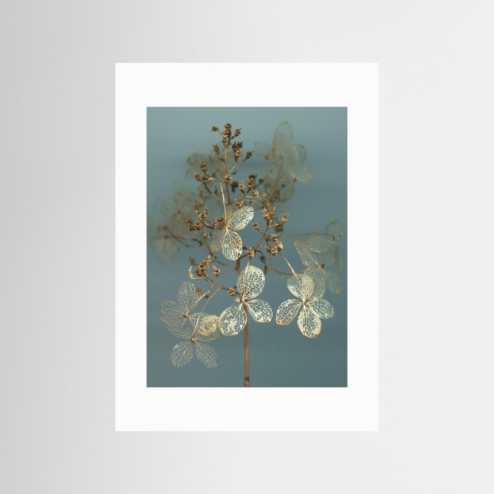 Nazomerfluisteringen: Hortensia  -  Art print