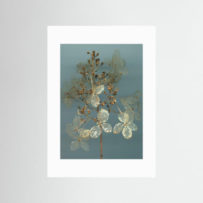 Nazomerfluisteringen: Hortensia  -  Art print