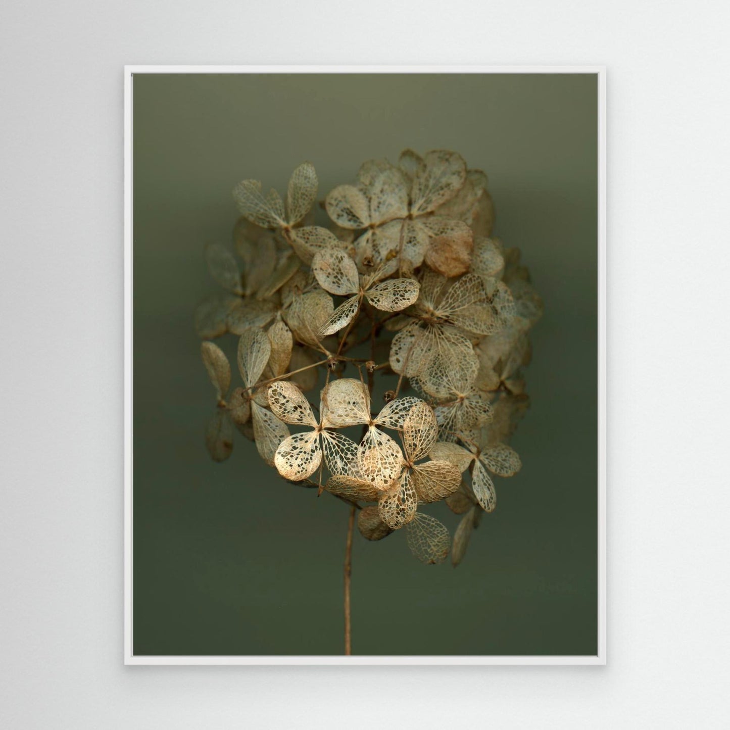 Nazomerfluisteringen: Hortensia #2  -  Canvas print
