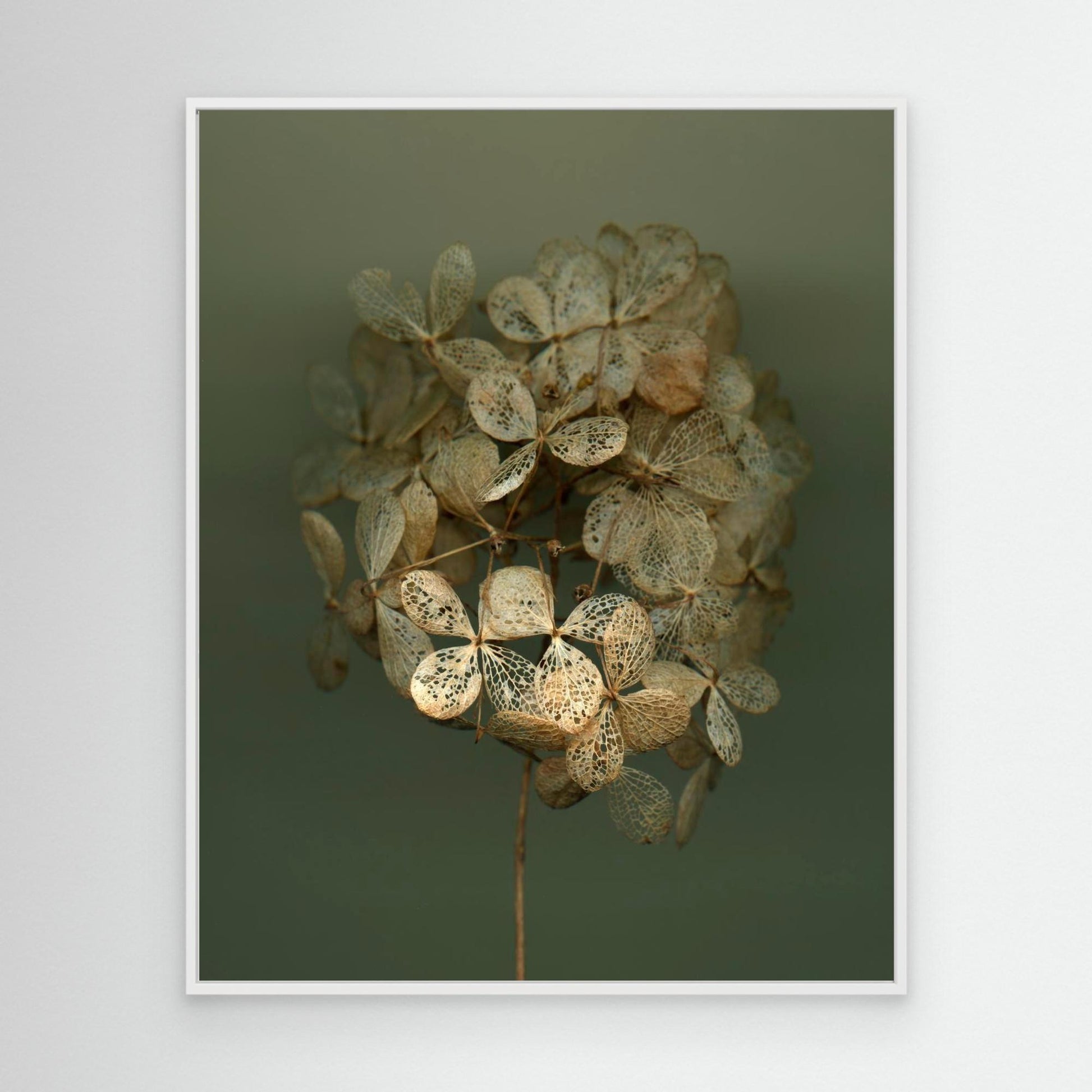 Nazomerfluisteringen: Hortensia #2  -  Canvas print
