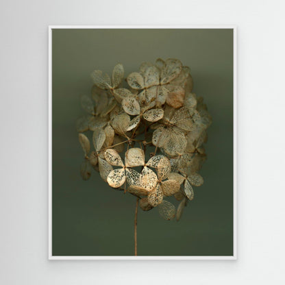 Nazomerfluisteringen: Hortensia #2  -  Canvas print