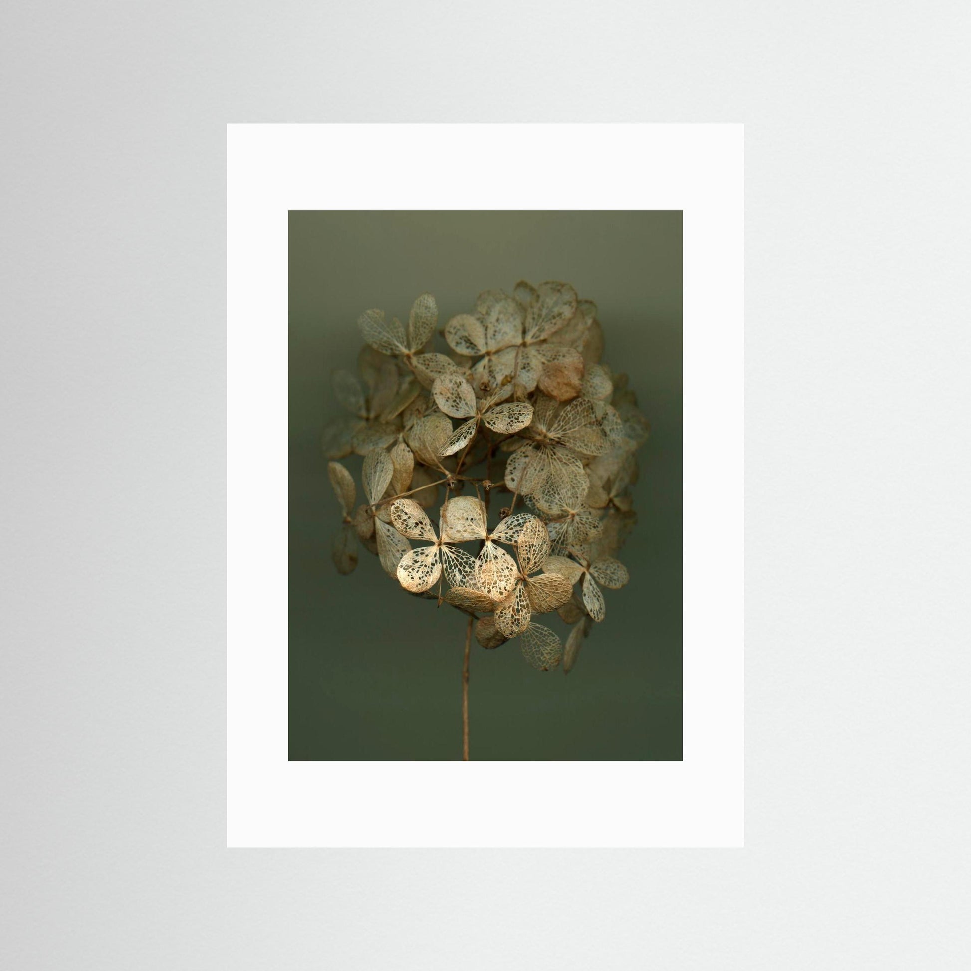 Nazomerfluisteringen: Hortensia #2  -  Art print