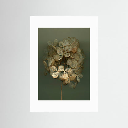 Nazomerfluisteringen: Hortensia #2  -  Art print