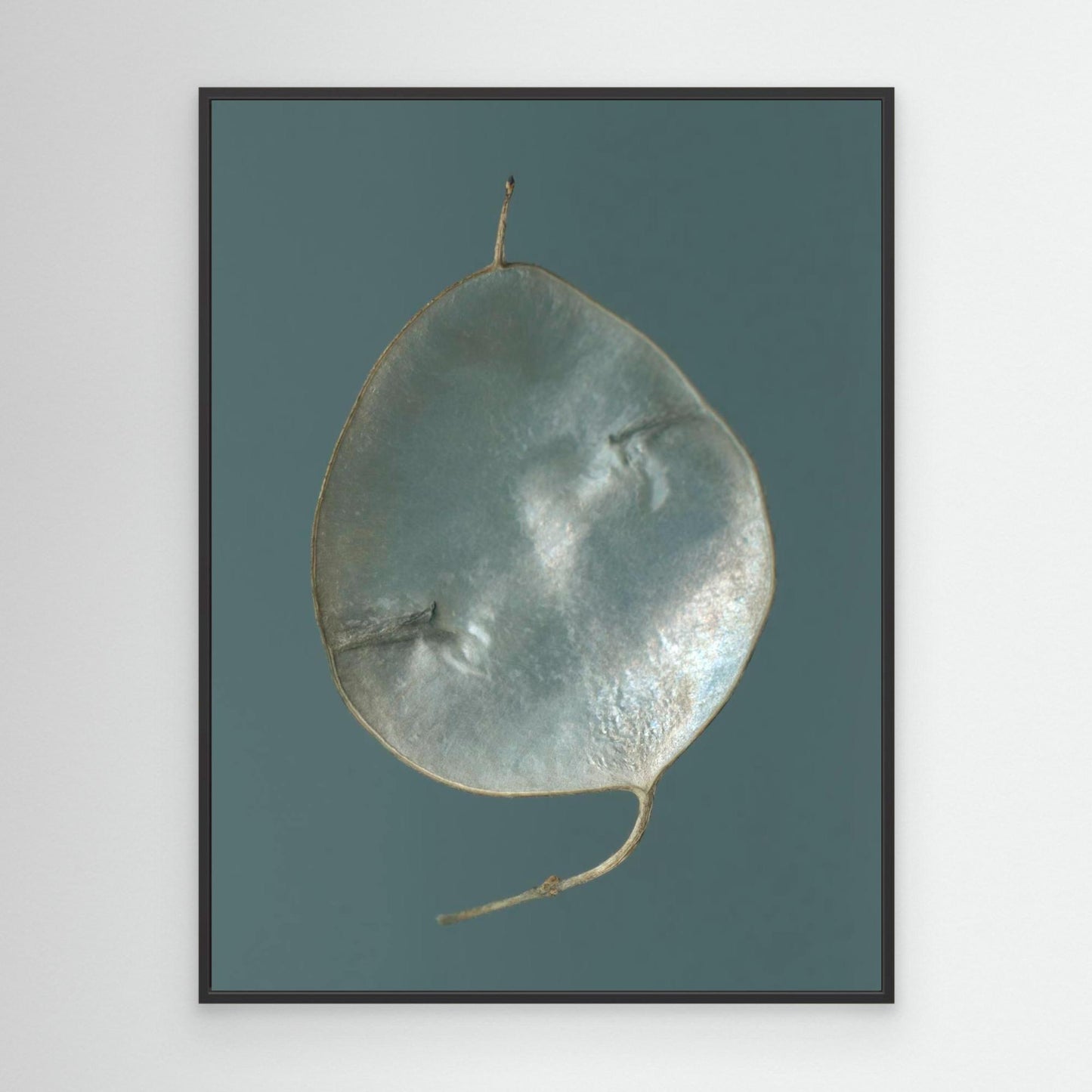 Nazomerfluisteringen: Judaspenning  -  Canvas print