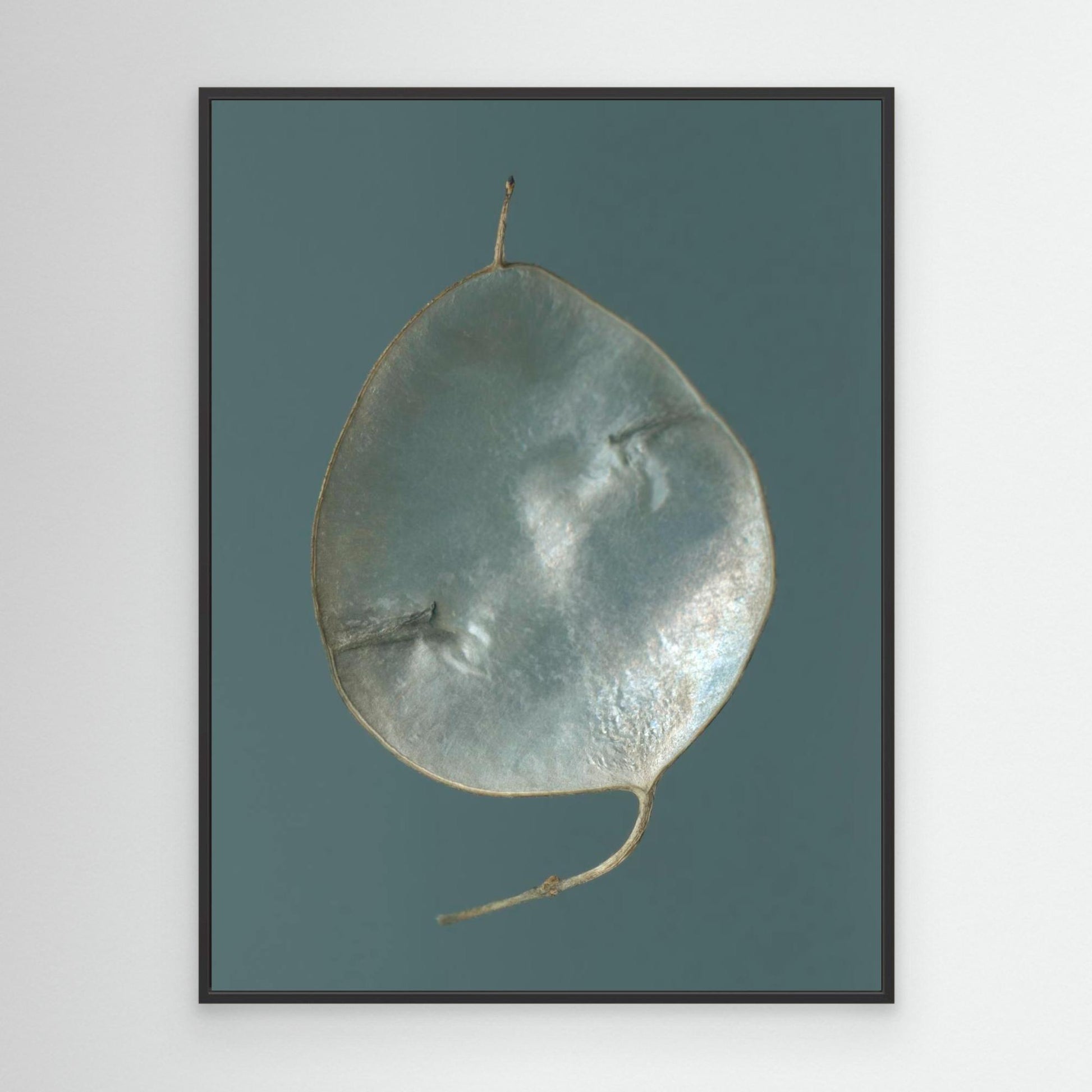 Nazomerfluisteringen: Judaspenning  -  Canvas print