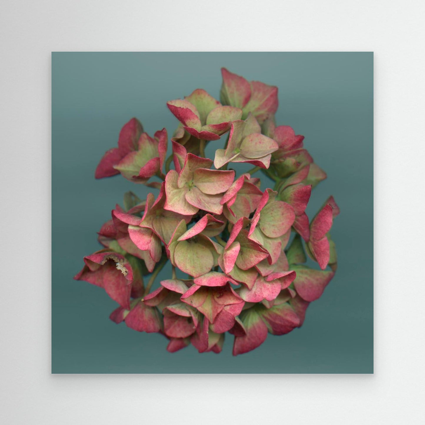 Nazomerfluisteringen: Roze hortensia  -  Canvas print