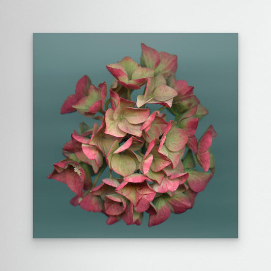 Nazomerfluisteringen: Roze hortensia  -  Canvas print