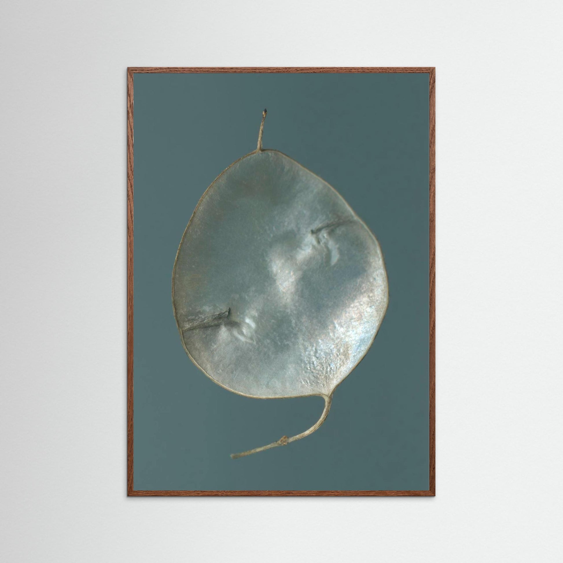 Nazomerfluisteringen: Judaspenning  -  Art print