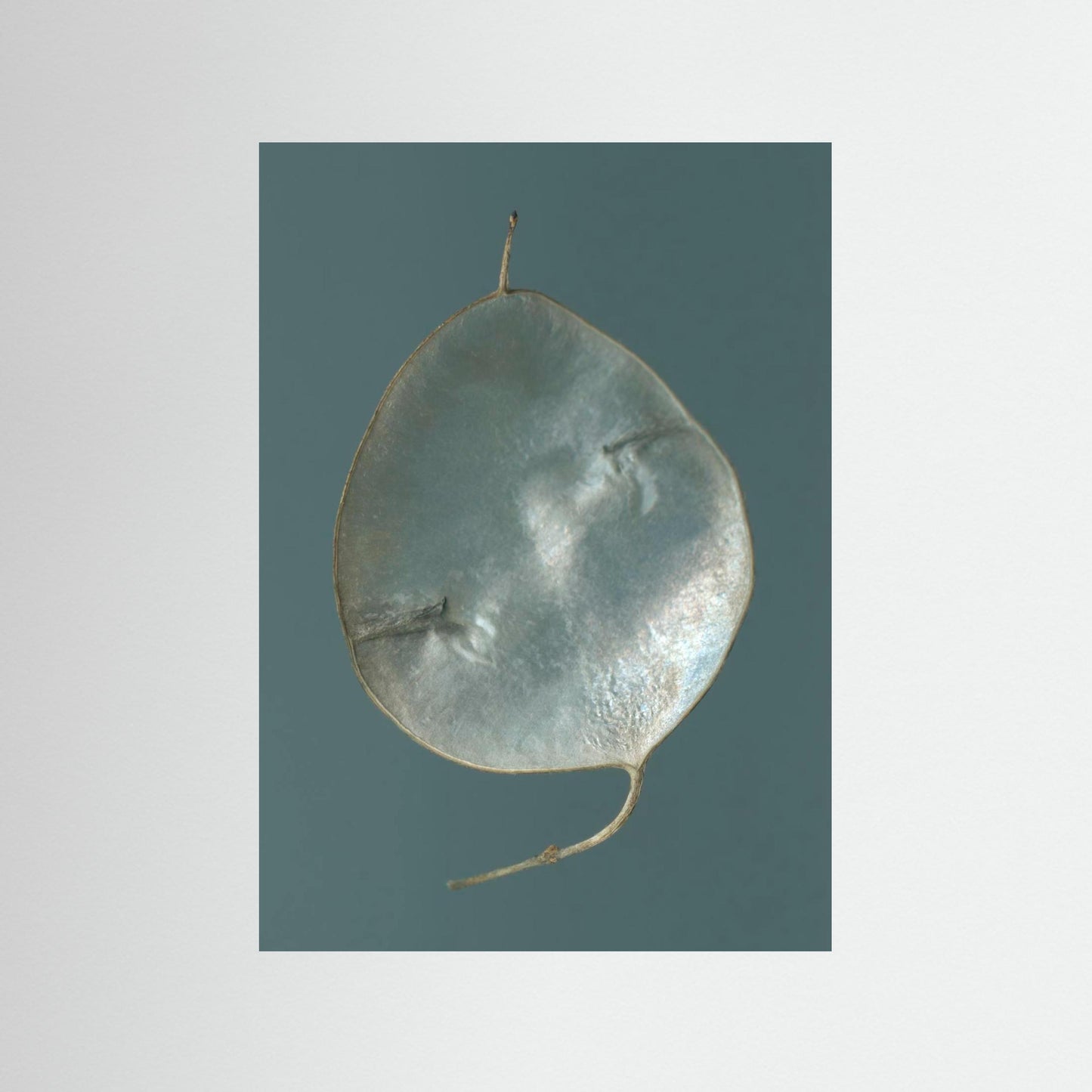 Nazomerfluisteringen: Judaspenning  -  Art print