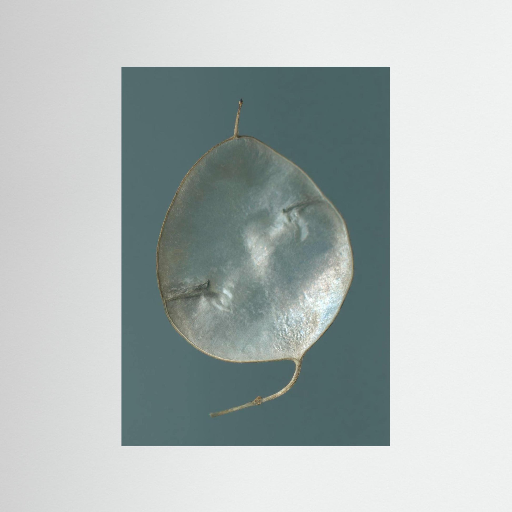 Nazomerfluisteringen: Judaspenning  -  Art print