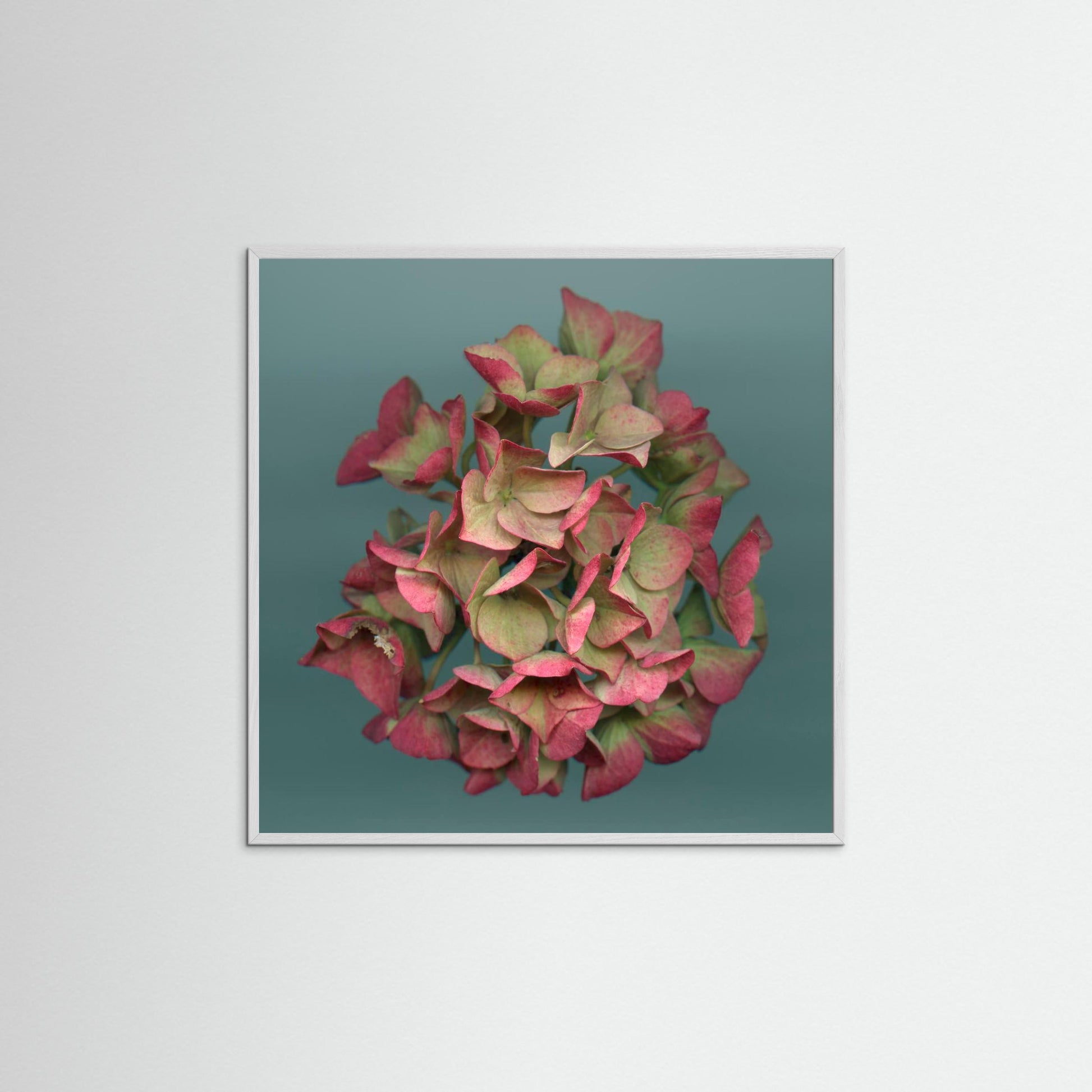 Nazomerfluisteringen: Roze hortensia  -  Art print