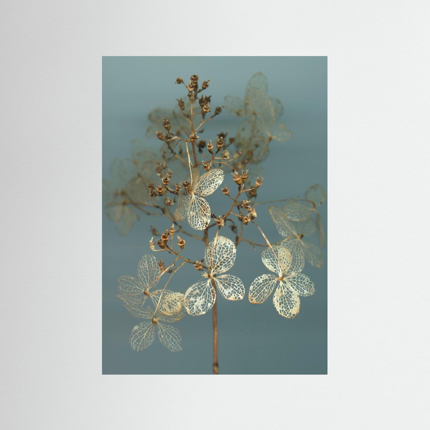 Nazomerfluisteringen: Hortensia  -  Art print
